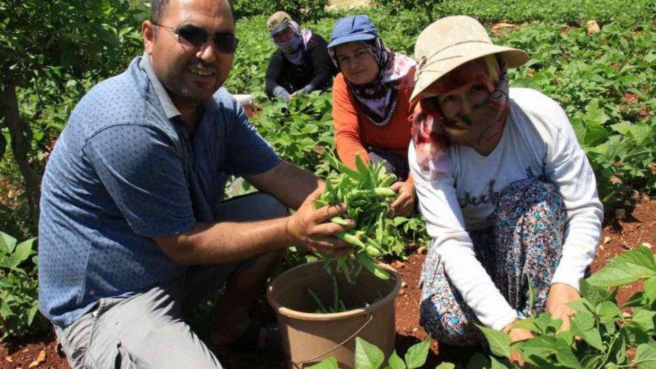 Tarımın kalbi Mersin’de hasat başladı! O bitkinin faydaları saymakla bitmiyor, pazarda kilosu 70 lira…