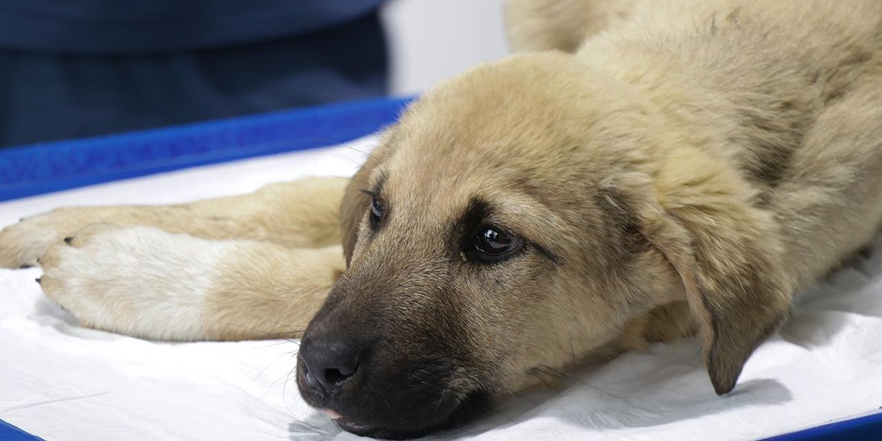 Diyanet işleri açıkladı: Köpekleri uyutmak caiz midir?