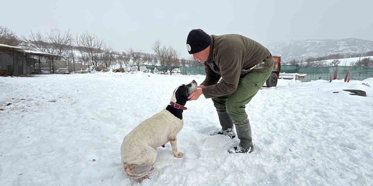 Öğretmenlikten vazgeçti, av köpeği eğitiyor