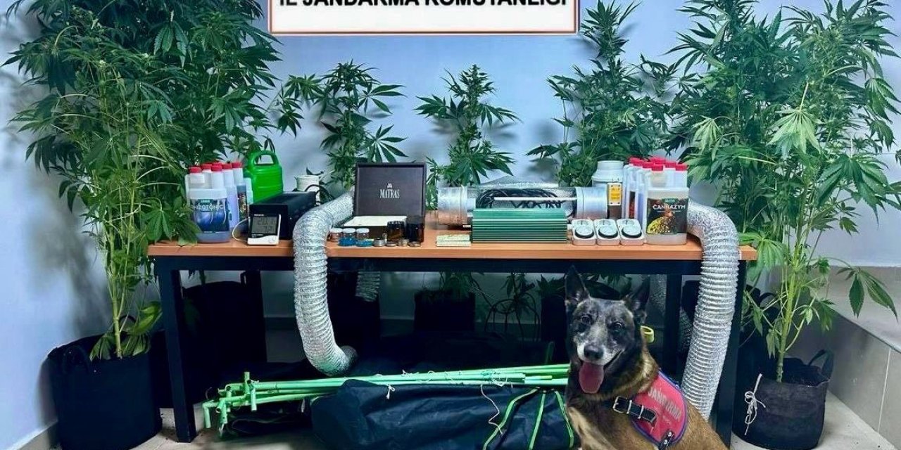 Sınıf Öğretmeni Evinde Uyuşturucu Yetiştirirken Yakalandı