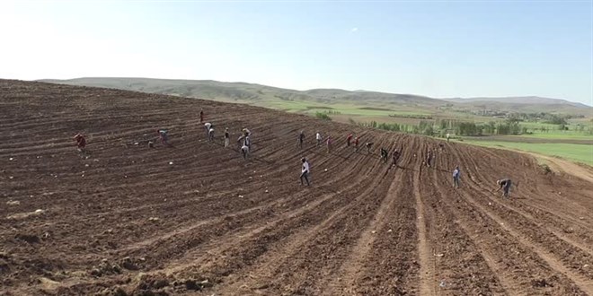 Valiliğin desteği ile il lavanta kokacak