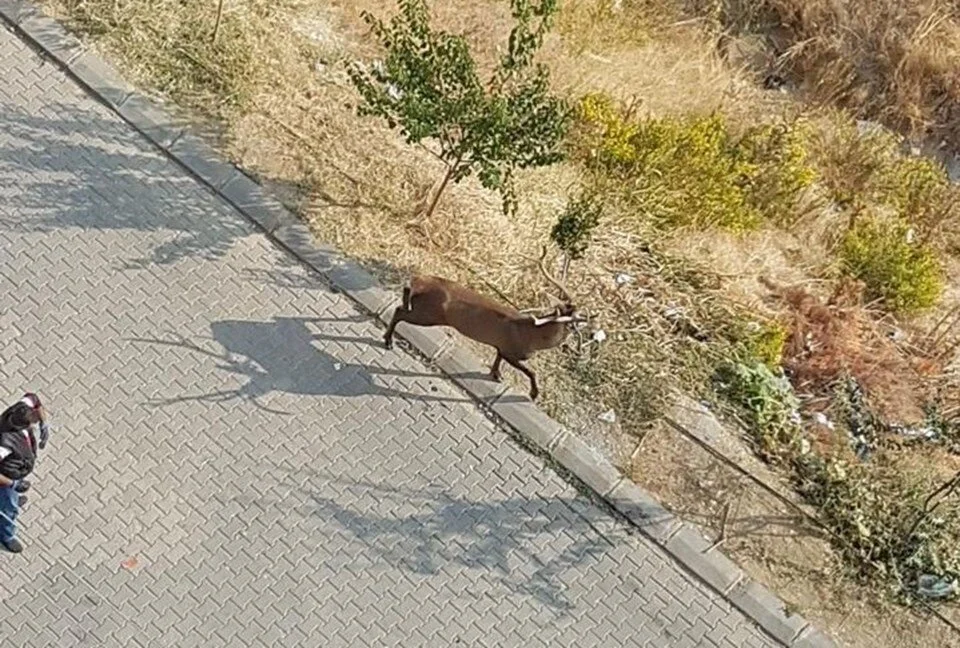 Okul bahçesine geyik girdi