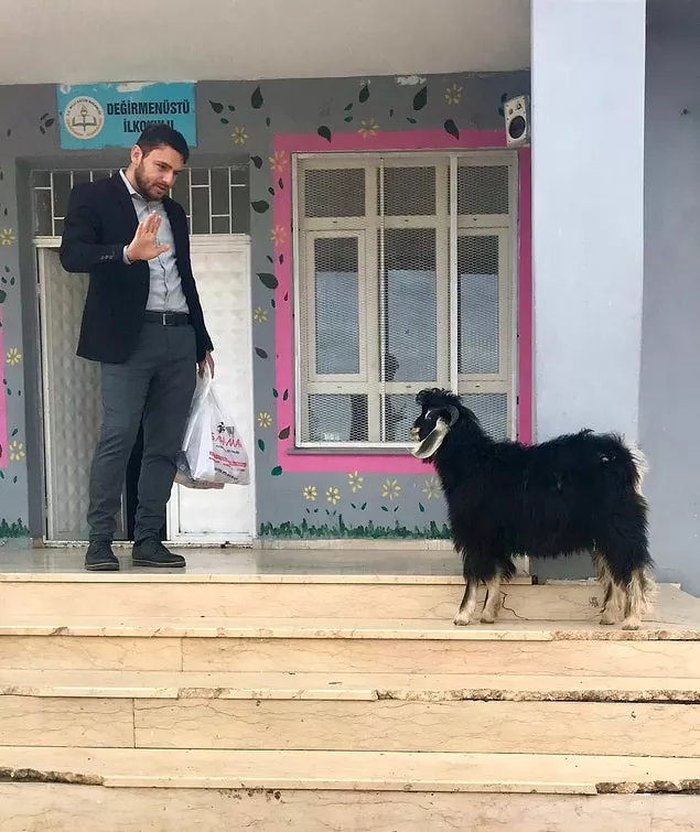 Keçiyi Okula Kaydolamayacağına İkna Edemeyen Öğretmen