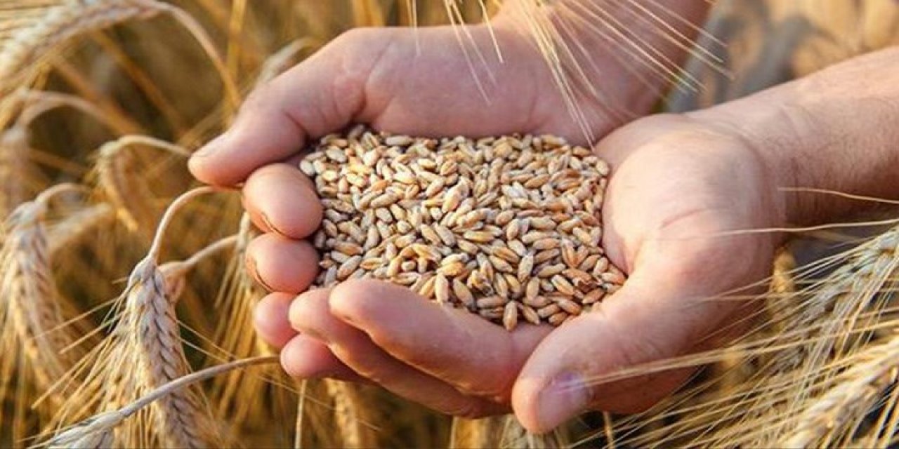 Buğday arpa fiyatlarına zam geldi! TOBB tarafından açıklanan rakamlar ekmek fiyatlarını etkiler mi?
