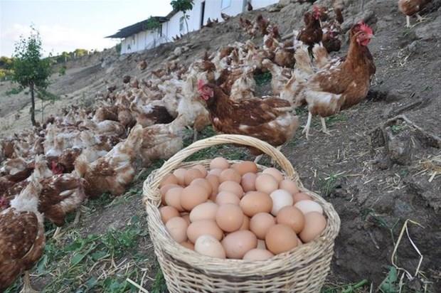 Bunu haberi okuduktan sonra  yumurtanın kabuğunu çöpe atmayacaksınız