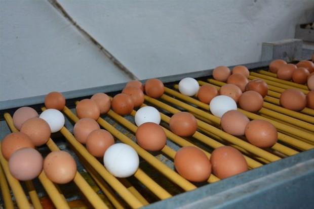 Bunu haberi okuduktan sonra  yumurtanın kabuğunu çöpe atmayacaksınız